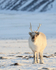 Reindeer (adult) front, Svalbard, Norway