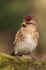 Redpoll