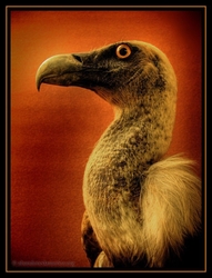 after the fall part 6: extinct