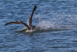  Pelicans _0011