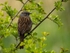 Dunnock