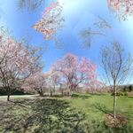 April 2020 - Arnold Arboretum -Title:  Sweeter Thoughts