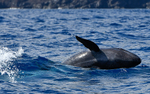 False killer whale