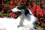 PL CH, PL JCH Elusive Earl Impuls i Splendor 2