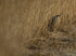 BITTERN, LEIGHTON MOSS, JAN 2011