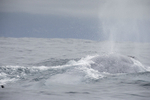 Blue Whale, Pico Island, Azores