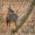 Roe Deer