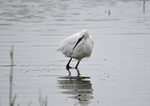 Little Egret