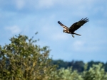 Marsh Harrier