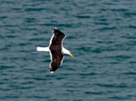 Great Black-backed Gull