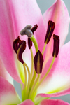 Pink Lily - DSC_4133