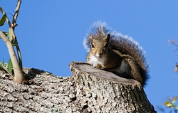 AnimalsCreatures _0023