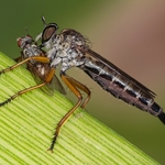 Robber fly (Engelepogon brunnipes) with prey