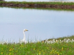 Yellow Faced Swan Uist