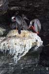 Red-legged Cormorant family, Chile
