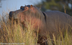 Hippo on the bank of the Kafue river