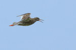 Redshank calling in flight, Iceland