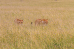 Lion in Grass 2