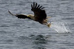 White tailed Eagle, Isle of Mull, Scotland