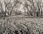 The Woods Behind the Houses, Missouri,  #1, 1992