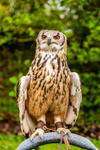 indian eagle owl bubo bengalensis-7712