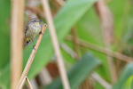 Palm Warbler perched, Harns Marsh, Florida