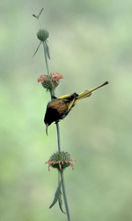 Tanzania Birds and Mammals portfolio