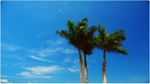 Summer_Palms