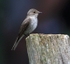 Spotted Flycatcher