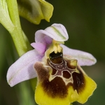 Ophrys lacaitae x Ophrys holoseria ssp gracilis. one of a hybrid swarm in a small woodland area nr San Marco in Lamis