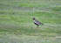 Golden Plover