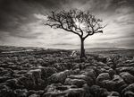 Distant Path