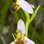 Ophrys apifera (Bee Orchid) var bicolor