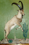 Ibex