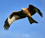 Red Kite 090122 347a