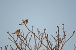 Fieldfares