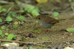 Ruddy-capped Nightingale-Thrush portfolio