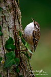 Tree Creeper 240306 025