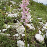 Hybrid Orchis - Orchis x colemanii ( Orchis mascula x O. pauciflora)