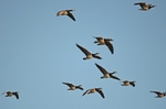 Barnacle Geese