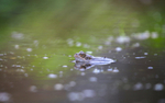 Common frog waiting on the surface of a Bristol pond.