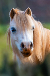 Pony-4203