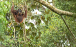 Danum valley