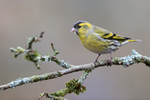 Eurasian Siskin (male), Otterbourne, Hampshire