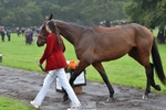 065-SIR.HENRY.HALL-Jess.Rimmer-TrotUp portfolio