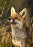 Red Fox