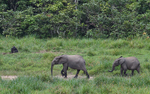 Gorilla and elephants in Langoué