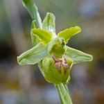 Early spider orchid subspecies (Ophrys incubacea = (also O. sphegodes ssp atrata) -apochromic form