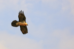 Lammergeier above showing tail shape, Pre-Pyrenees, Catalonia, Spain