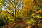 2 Kilminorth Wood Autumn